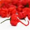 Pimenta Carolina reaper - Vermelha - Capsicum chinense - Sementes