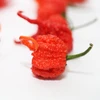 Pimenta Carolina reaper - Vermelha - Capsicum chinense - Sementes