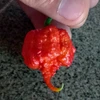 Pimenta Carolina reaper - Vermelha - Capsicum chinense - Sementes