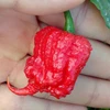 Pimenta Carolina reaper - Vermelha - Capsicum chinense - Sementes