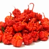Pimenta Carolina reaper - Vermelha - Capsicum chinense - Sementes
