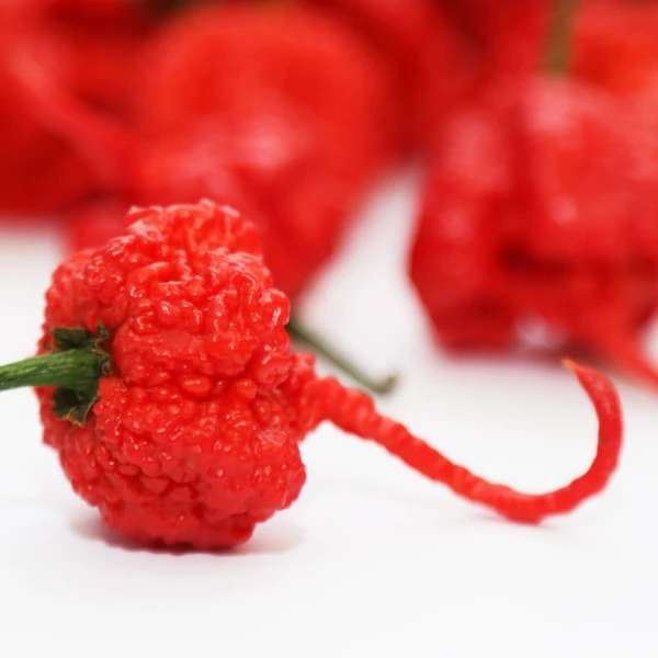 Pimenta Carolina reaper - Vermelha - Capsicum chinense - Sementes