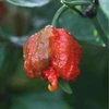 Pimenta Carolina reaper - Vermelha - Capsicum chinense - Sementes