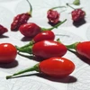 Pimenta Fidalga - Vermelha - Capsicum chinense - Sementes