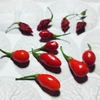 Pimenta Fidalga - Vermelha - Capsicum chinense - Sementes