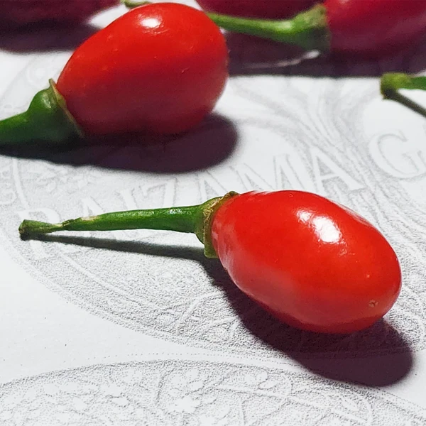Pimenta Fidalga - Vermelha - Capsicum chinense - Sementes