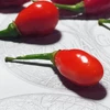 Pimenta Fidalga - Vermelha - Capsicum chinense - Sementes