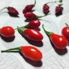 Pimenta Fidalga - Vermelha - Capsicum chinense - Sementes
