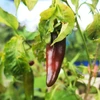 Pimenta Páprica Húngara Doce picante - Capsicum annuum - Sementes