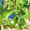 Pimenta Páprica Húngara Doce picante - Capsicum annuum - Sementes