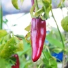 Pimenta Páprica Húngara Doce picante - Capsicum annuum - Sementes