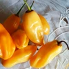 Pimenta de cheiro Acemira - Capsicum frutescens - Sementes