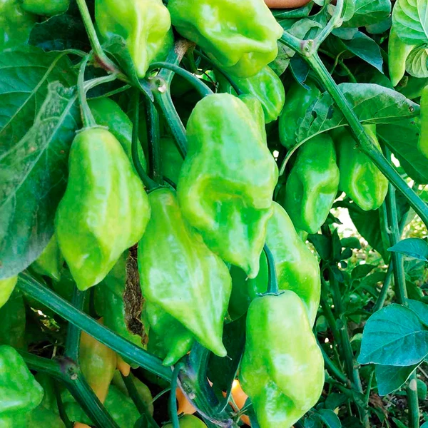 Pimenta de cheiro Acemira - Capsicum frutescens - Sementes