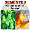 Pimenta de cheiro Acemira - Capsicum frutescens - Sementes