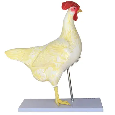 Anatomia da Galinha
