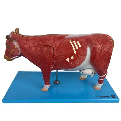 Anatomia da Vaca em 12 Partes