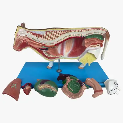 Anatomia da Vaca
