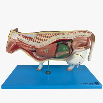 Anatomia da Vaca