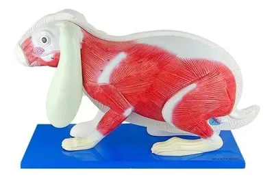 Anatomia do Coelho em 9 Partes