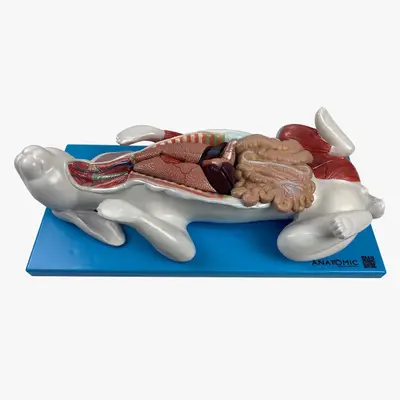 Anatomia do Coelho, em Placa Dividido em 9 Partes