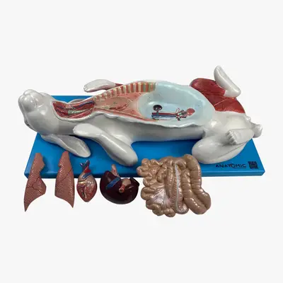 Anatomia do Coelho, em Placa Dividido em 9 Partes