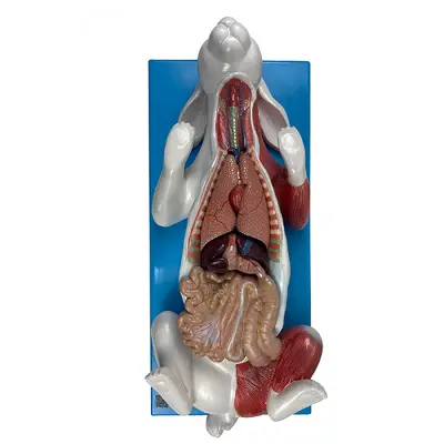 Anatomia do Coelho, em Placa em 9 Partes