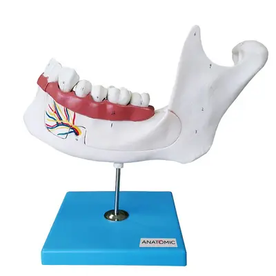 Anatomia do Dente em 6 Partes Modelo Anatomia