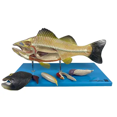 Anatomia do Peixe , Dividido em 6 Partes