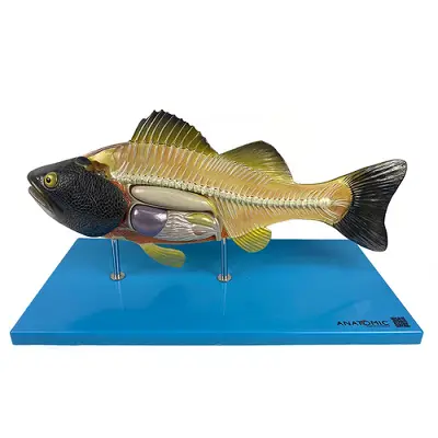Anatomia do Peixe , Dividido em 6 Partes