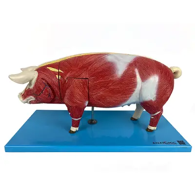 Anatomia do Porco em 18 Partes