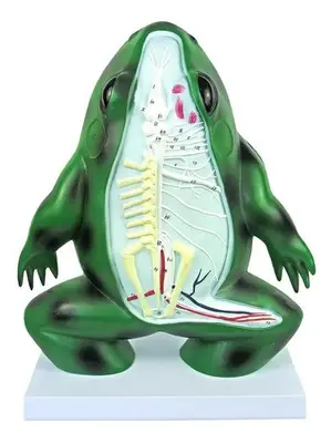 Anatomia do Sapo em Corte Coronal em Resina
