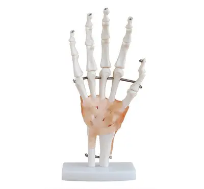 Articulação da Mão 19cm de Altura com Ligamentos