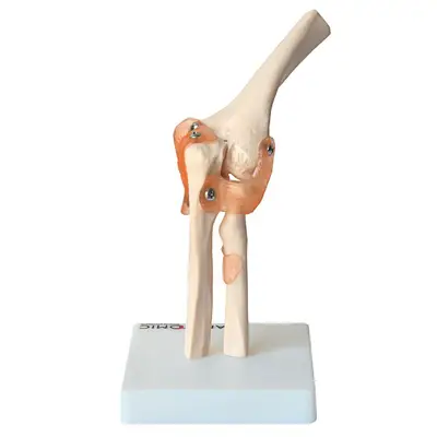 Articulação do Cotovelo com Ligamentos