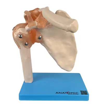 Articulação do Ombro com Ligamentos Esqueleto
