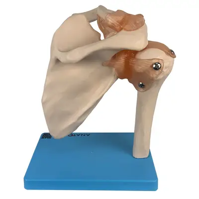 Articulação do Ombro com Ligamentos Esqueleto