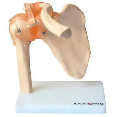 Articulação do Ombro com Ligamentos
