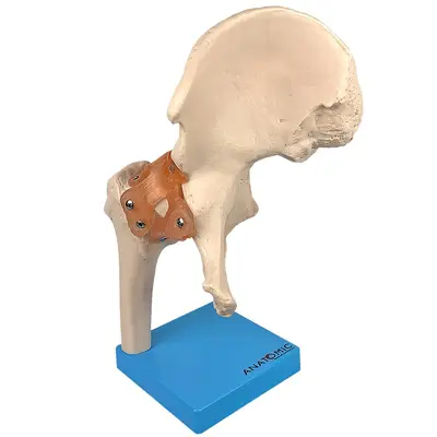 Articulação do Quadril Com Ligamentos