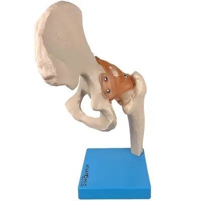 Articulação do Quadril Com Ligamentos