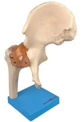 Articulação do Quadril com Ligamento Esqueleto