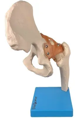 Articulação do Quadril com Ligamento Esqueleto