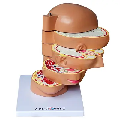 Cabeça Humana em Disco, Corte Axial, em 5 Partes