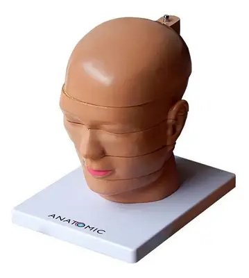 Cabeça Humana em Disco, Corte Axial, em 5 Partes