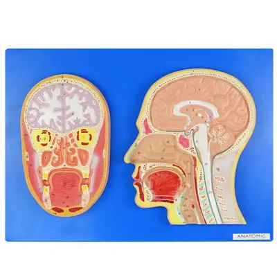 Cabeça em Corte Sagital e Frontal