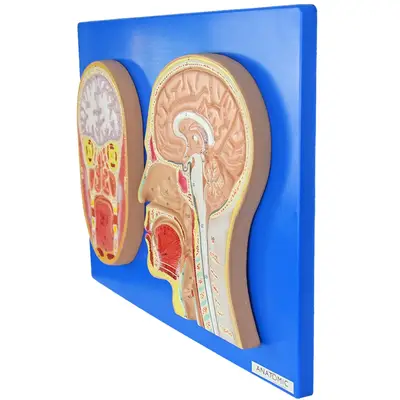 Cabeça em Corte Sagital e Frontal