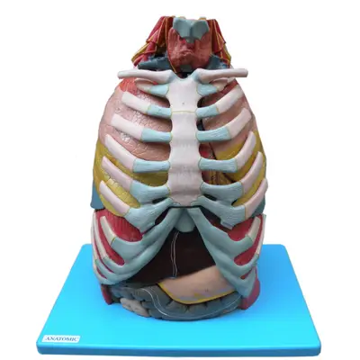 Cavidade Torácica em 17 Partes, Anatomia