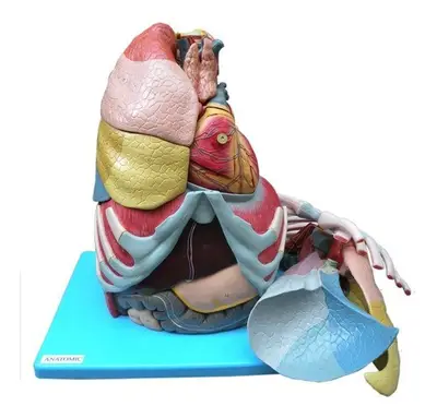 Cavidade Torácica em 17 Partes, Anatomia