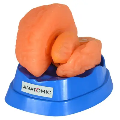 Cérebro Humano em 9 Partes Modelo Anatomia