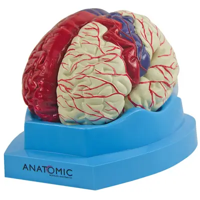 Cérebro com regiões Neuro-Funcionais, em 8 Partes