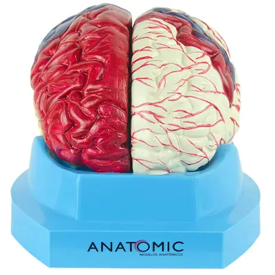Cérebro com regiões Neuro-Funcionais, em 8 Partes