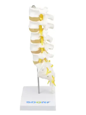 Coluna Lombar Esqueleto - Anatomia